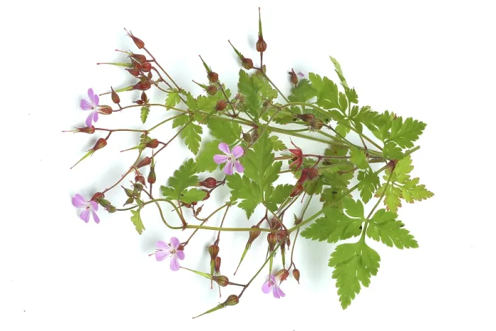 Gerahmter Druck : Ruprechtskraut, auch Herber Robert (Geranium robertianum) oder Stinkender Kornblume. Gerahmter Druck : Ruprechtskraut, auch Herber Robert (Geranium robertianum) oder Stinkender Kornblume.