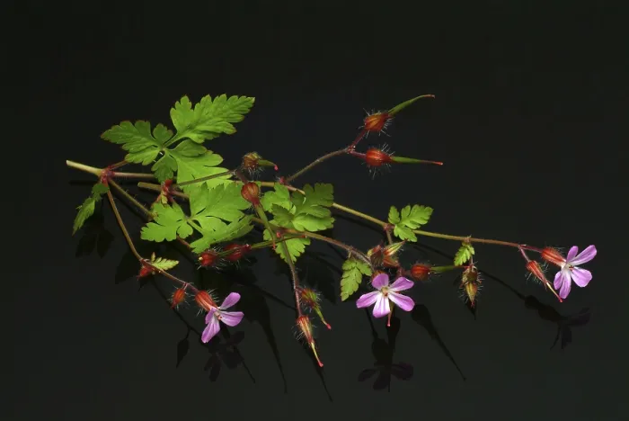 Gerahmter Druck : Ruprechtskraut, auch Herb Robert (Geranium robertianum) oder Stinkende Prunkköcherlilie. Gerahmter Druck : Ruprechtskraut, auch Herb Robert (Geranium robertianum) oder Stinkende Prunkköcherlilie.