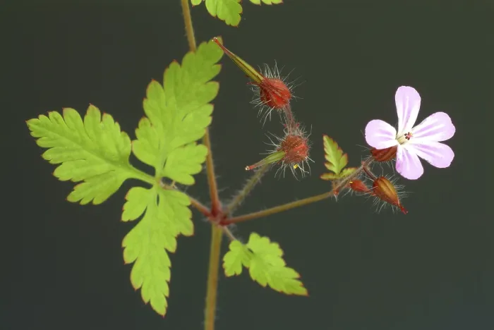 Gerahmter Druck : Ruprechtskraut, auch Herber Robert (Geranium robertianum) oder Stinkender Kornblume. Gerahmter Druck : Ruprechtskraut, auch Herber Robert (Geranium robertianum) oder Stinkender Kornblume.