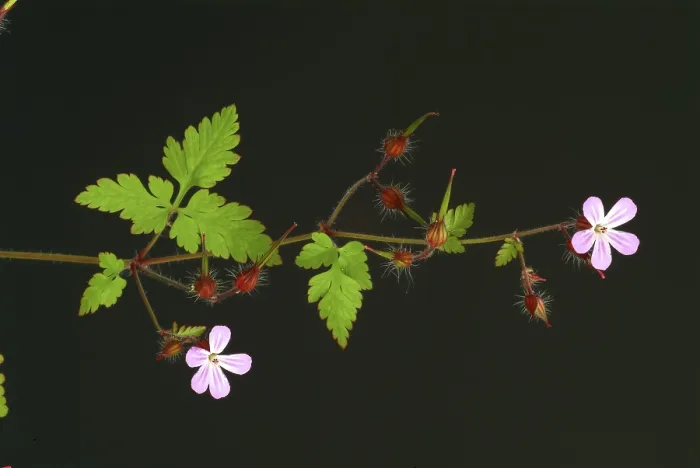 Gerahmter Druck : Ruprechtskraut, auch Herber Robert (Geranium robertianum) oder Stinkende Kornblume. Gerahmter Druck : Ruprechtskraut, auch Herber Robert (Geranium robertianum) oder Stinkende Kornblume.