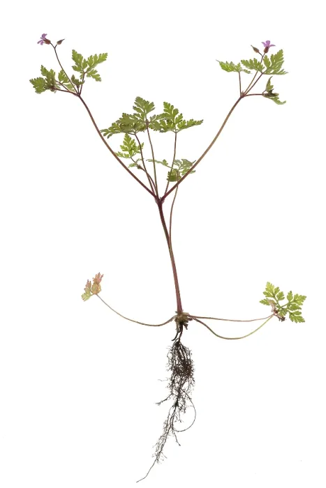Gerahmter Druck : Ruprechtskraut oder Stinkender Vogelknöterich (Geranium robertianum) auf weißem Grund. Gerahmter Druck : Ruprechtskraut oder Stinkender Vogelknöterich (Geranium robertianum) auf weißem Grund.