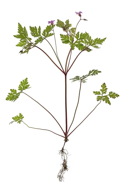 Gerahmter Druck : Ruprechtskraut oder Stinkende Scharbockskäfer (Geranium robertianum) auf weißem Grund. Gerahmter Druck : Ruprechtskraut oder Stinkende Scharbockskäfer (Geranium robertianum) auf weißem Grund.