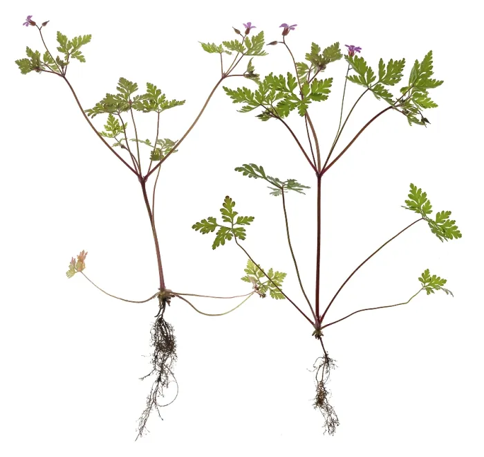 Gerahmter Druck : Ruprechtskraut oder Stinkender Scharbockskraut (Geranium robertianum) auf weißem Grund.