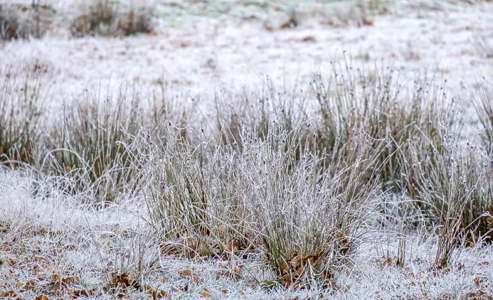 Gerahmter Druck : Rushes (Juncus) mit Taubnessel. Gerahmter Druck : Rushes (Juncus) mit Taubnessel.