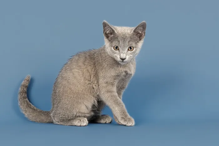 Gerahmter Druck : Russischer Blauer Kater, 10 Wochen. Gerahmter Druck : Russischer Blauer Kater, 10 Wochen.