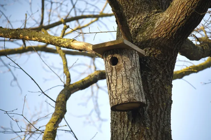 Gerahmter Druck : Ein rustikales Vogelhaus aus einem Baumstamm. Gerahmter Druck : Ein rustikales Vogelhaus aus einem Baumstamm.