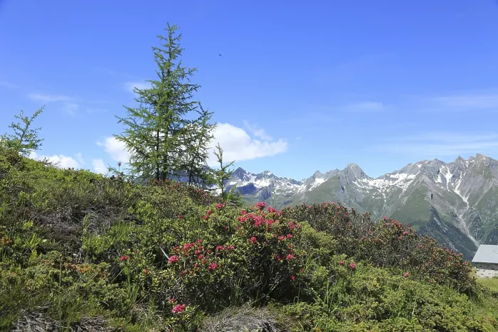 Gerahmter Druck : Rostblättrige Alpenrose Gerahmter Druck : Rostblättrige Alpenrose