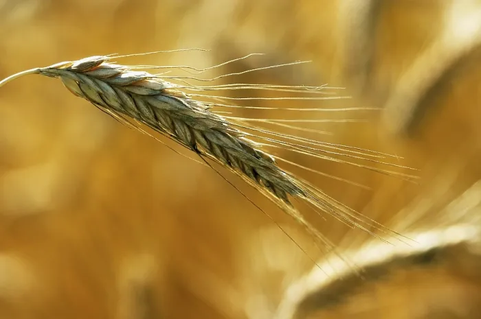 Gerahmter Druck : Rye Gerahmter Druck : Rye