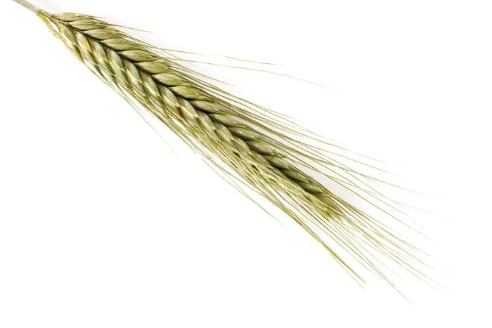 Gerahmter Druck : Weizenroggen (Secale cereale) Gerahmter Druck : Weizenroggen (Secale cereale)