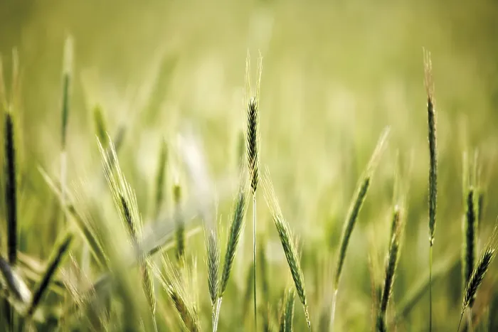 Gerahmter Druck : Weizenmehl (Secale cereale)