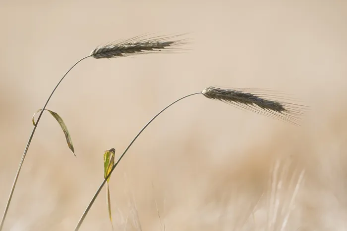 Gerahmter Druck : Gerste (Secale cereale), zwei Ähren. Gerahmter Druck : Gerste (Secale cereale), zwei Ähren.