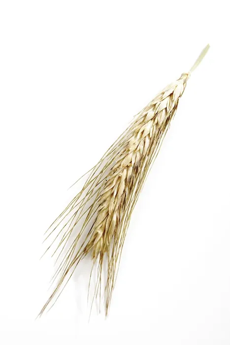 Gerahmter Druck : Weizenähre (Triticale) Gerahmter Druck : Weizenähre (Triticale)