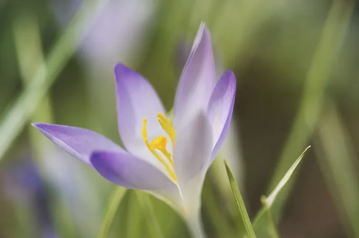 Gerahmter Druck : Saffran-Krokus albiflorus Gerahmter Druck : Saffran-Krokus albiflorus