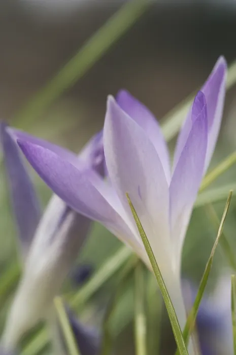 Gerahmter Druck : Saffran-Krokus albiflorus Gerahmter Druck : Saffran-Krokus albiflorus