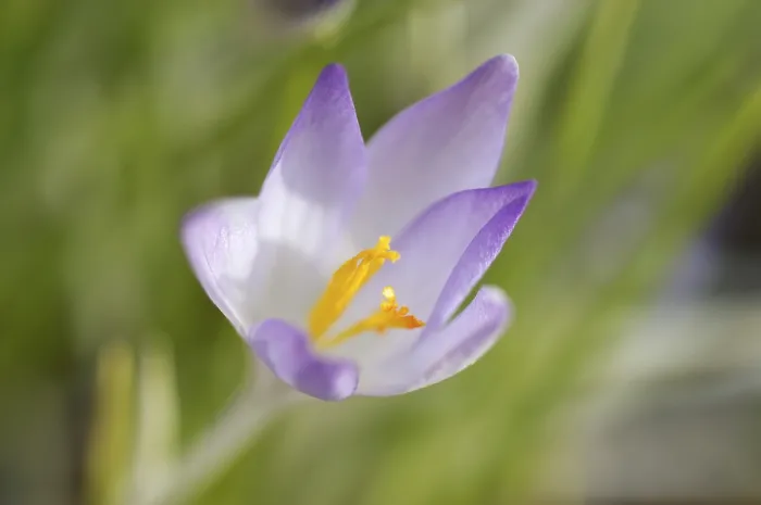 Gerahmter Druck : Saffran-Krokus albiflorus