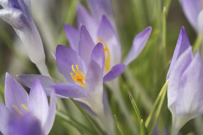 Gerahmter Druck : Saffran-Krokus albiflorus