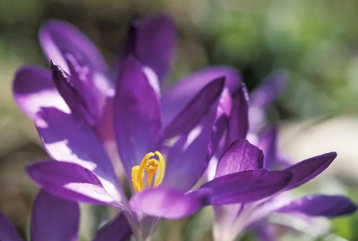 Gerahmter Druck : Saffran-Krokus albiflorus