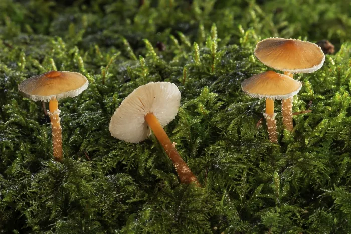 Gerahmter Druck : Saffransschirme (Cystoderma amianthinum) in Moos. Gerahmter Druck : Saffransschirme (Cystoderma amianthinum) in Moos.