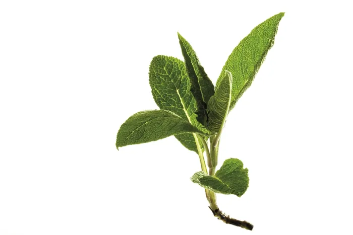 Gerahmter Druck : Salbei (Salvia) Gerahmter Druck : Salbei (Salvia)