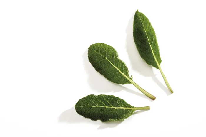 Gerahmter Druck : Salbei (Salvia) Gerahmter Druck : Salbei (Salvia)
