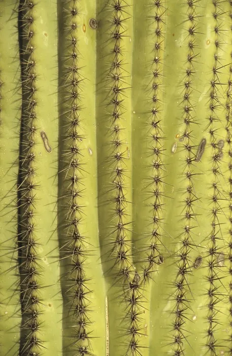 Gerahmter Druck : Ein Detail eines Saguaro-Kaktus. Gerahmter Druck : Ein Detail eines Saguaro-Kaktus.