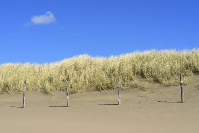 Gerahmter Druck : Dünenfeld mit Strandgras am Strand. Gerahmter Druck : Dünenfeld mit Strandgras am Strand.