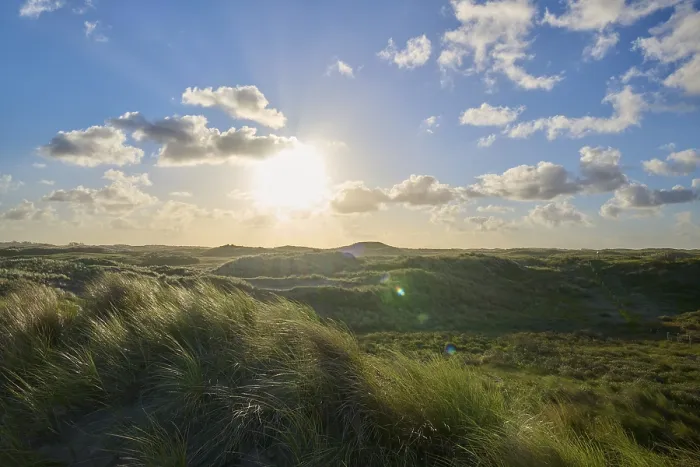 Gerahmter Druck : Dünen, Dünengras, Wind, Sonne Gerahmter Druck : Dünen, Dünengras, Wind, Sonne