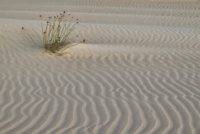 Gerahmter Druck : Sandstruktur mit Pflanze, abstrakt. Gerahmter Druck : Sandstruktur mit Pflanze, abstrakt.
