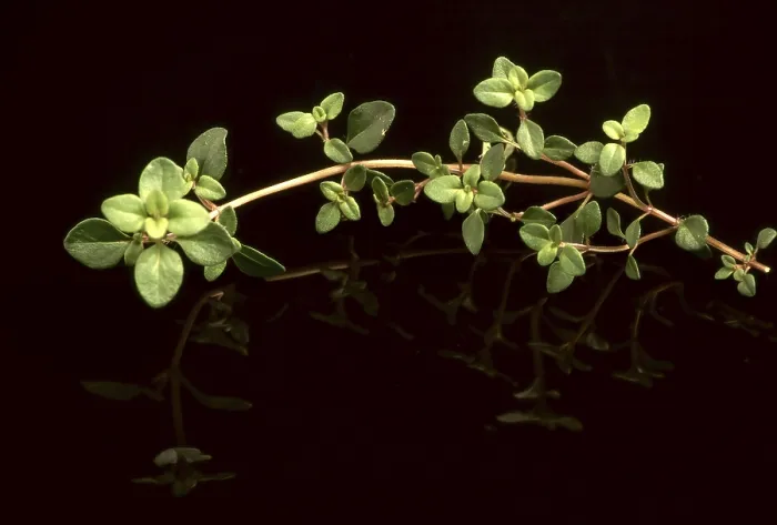 Gerahmter Druck : Sand-Thymian (Thymus serpyllum) Gerahmter Druck : Sand-Thymian (Thymus serpyllum)
