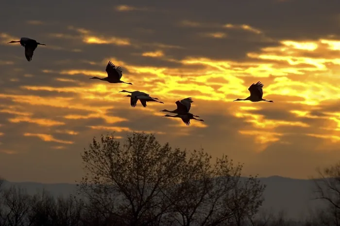 Gerahmter Druck : Sandhill-Cranes, Bosque del Apache Gerahmter Druck : Sandhill-Cranes, Bosque del Apache