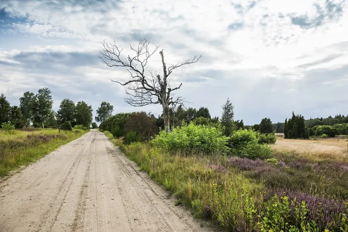 Gerahmter Druck : Sandstraße, Juniper Heath Gerahmter Druck : Sandstraße, Juniper Heath