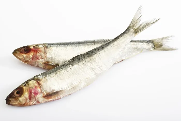 Gerahmter Druck : Sardinen, Sprotten Gerahmter Druck : Sardinen, Sprotten