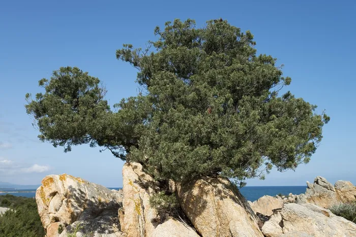 Gerahmter Druck : Sardischer Wacholder (Juniperus communis nano) Gerahmter Druck : Sardischer Wacholder (Juniperus communis nano)