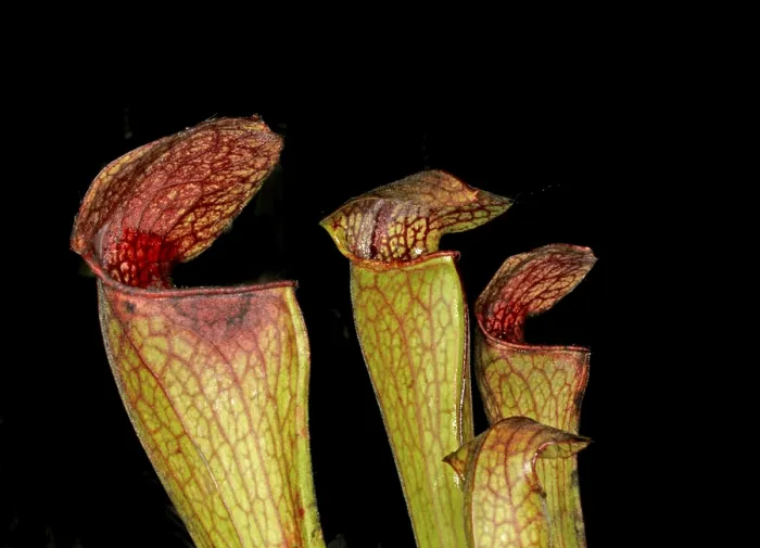 Gerahmter Druck : Sarracenia Gerahmter Druck : Sarracenia