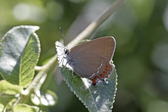 Gerahmter Druck : Satyrium esculentum Gerahmter Druck : Satyrium esculentum