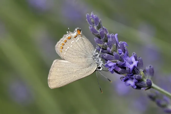 Gerahmter Druck : Satyrium esculentum