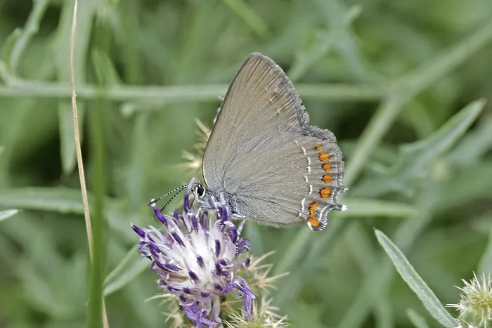 Gerahmter Druck : Satyrium esculi Gerahmter Druck : Satyrium esculi
