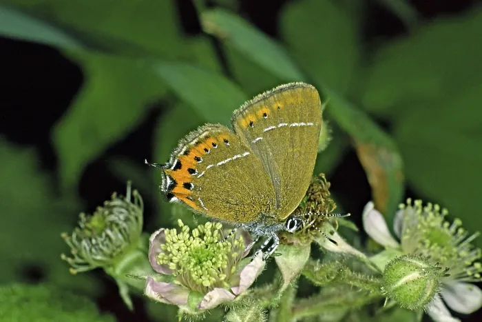 Gerahmter Druck : Satyrium pruni, Strymonidia pruni, Blattspitzen-Schwarzwidderchen Gerahmter Druck : Satyrium pruni, Strymonidia pruni, Blattspitzen-Schwarzwidderchen