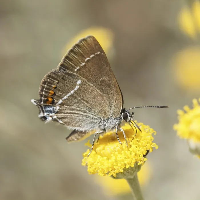 Gerahmter Druck : Satyrium spini, Schlehenzipfelfalter Gerahmter Druck : Satyrium spini, Schlehenzipfelfalter