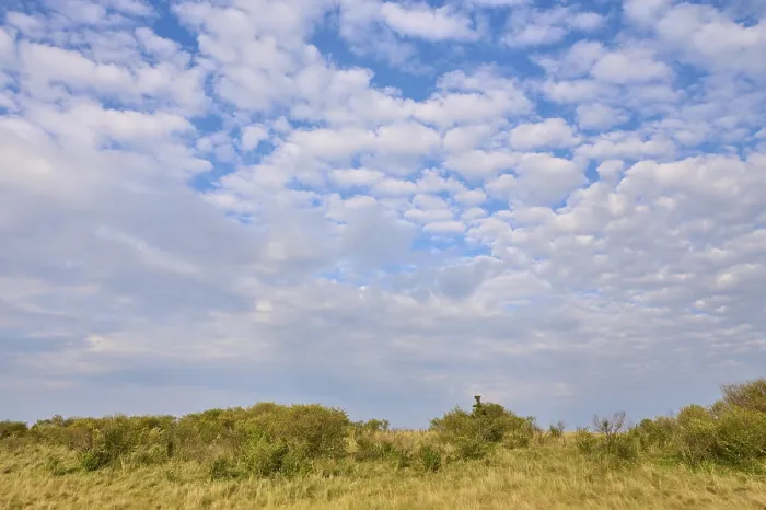 Gerahmter Druck : Savannenlandschaft mit bewölktem Himmel. Gerahmter Druck : Savannenlandschaft mit bewölktem Himmel.