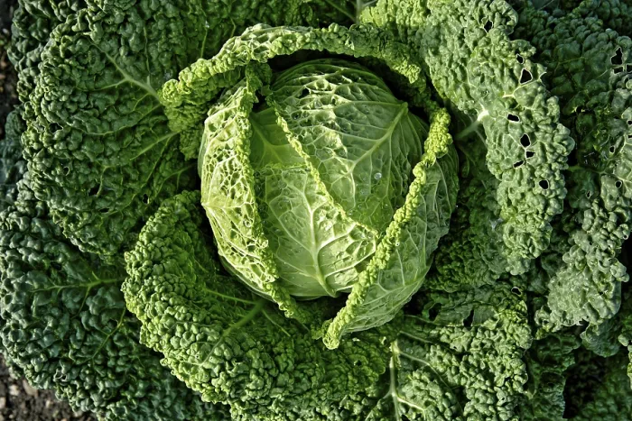 Gerahmter Druck : Savoy-Kohl Gerahmter Druck : Savoy-Kohl