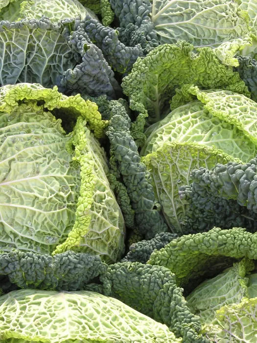Gerahmter Druck : Savoy-Kohl