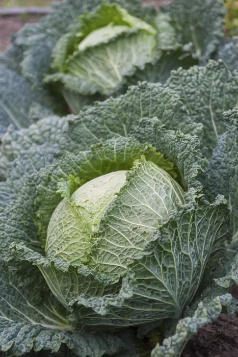 Gerahmter Druck : Savoy-Kohl (Viridia) Gerahmter Druck : Savoy-Kohl (Viridia)
