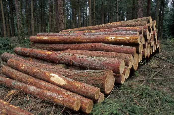 Gerahmter Druck : Gesägte Baumstämme, Nadelwald. Gerahmter Druck : Gesägte Baumstämme, Nadelwald.