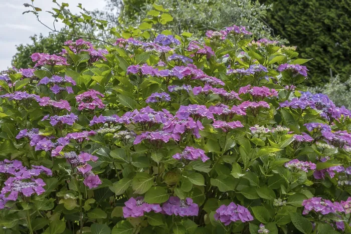 Gerahmter Druck : Geschnittene Hydrangea (Hydrangea serrata)