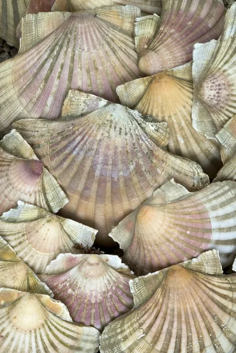 Gerahmter Druck : Schnecken, Muscheln Gerahmter Druck : Schnecken, Muscheln