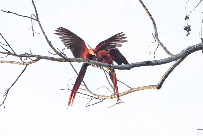 Gerahmter Druck : Rotschwingenparadiesvögel (Ara macao) Bindung. Gerahmter Druck : Rotschwingenparadiesvögel (Ara macao) Bindung.
