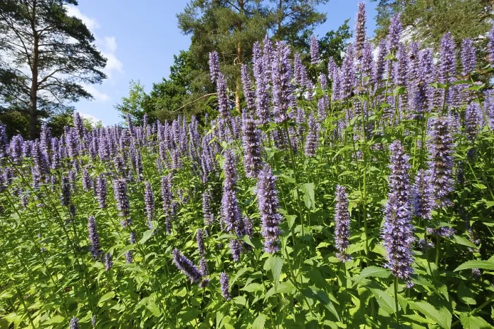 Gerahmter Druck : Duftender Brennnessel (Agastache) im Park. Gerahmter Druck : Duftender Brennnessel (Agastache) im Park.