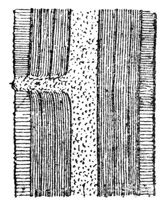 Gerahmter Druck : Schematische Längsschnittansicht eines ruhendes Knospen