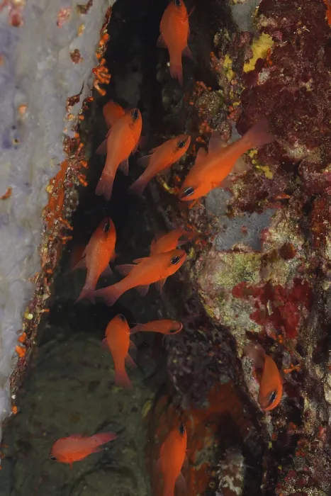 Gerahmter Druck : Ein Schwarm orangefarbener Fische. Gerahmter Druck : Ein Schwarm orangefarbener Fische.